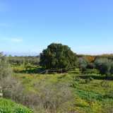 E proprio nell�alveo di Lama Badessa, ma questa volta a Bitritto, verso Adelfia, troviamo la �quercia di Dal�champs�, la cui cupola tondeggiante svetta ben al di sopra degli ulivi che le stanno intorno